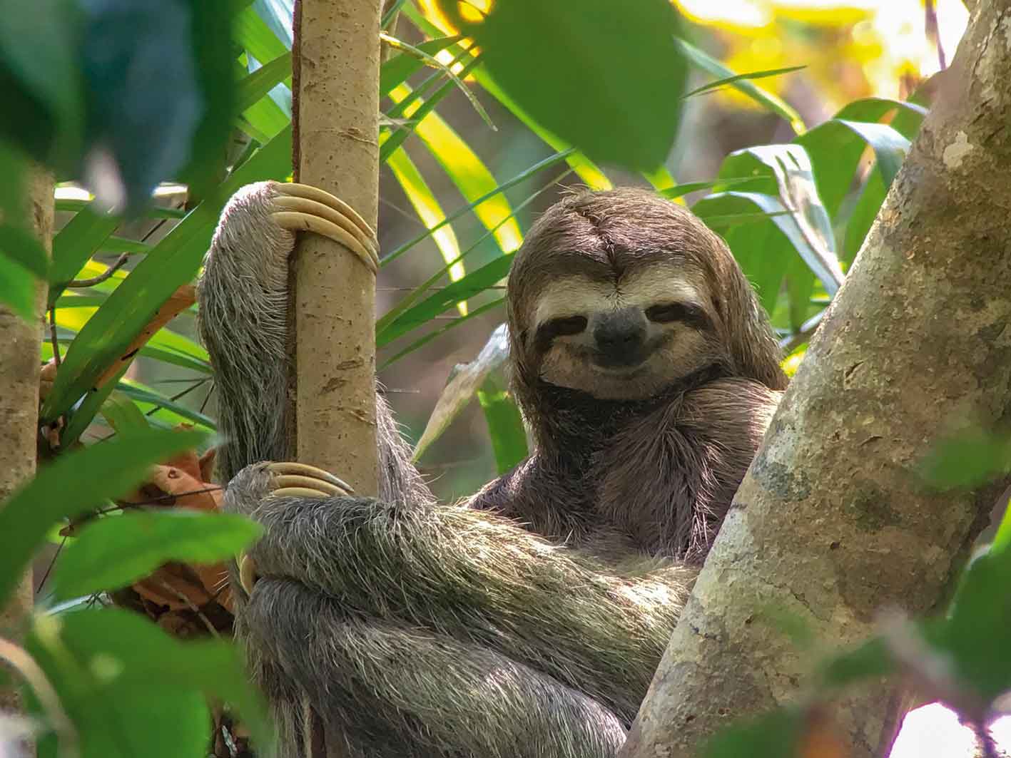 Faultier im Manuel Antonio-Nationalpark