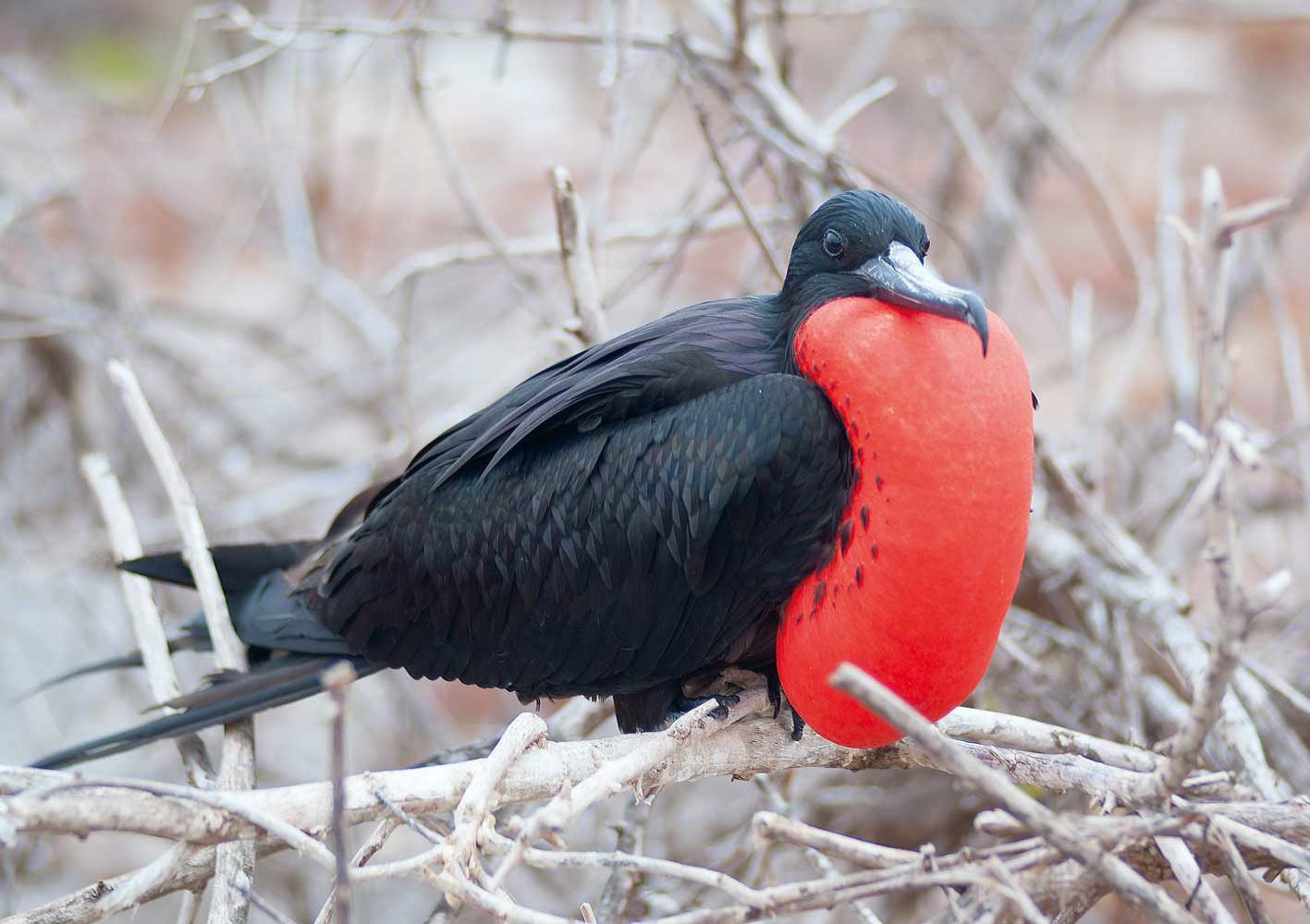 Prachtfregattvogel