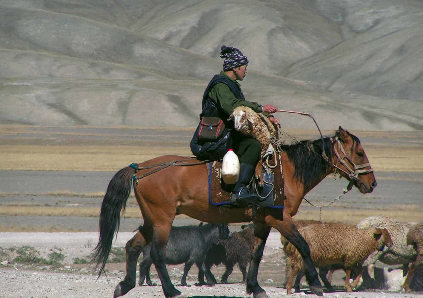 Reiter mit seiner Schafherde