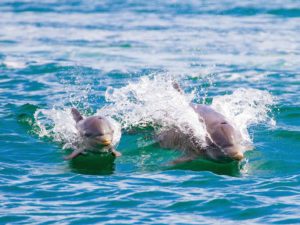 Delfine bei Bocas del Toro