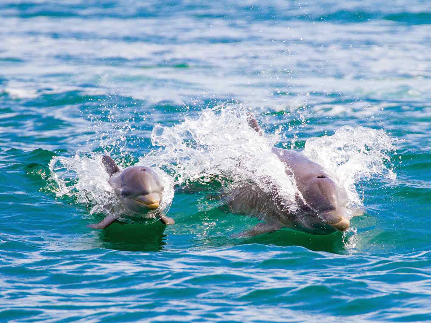 Delfine bei Bocas del Toro