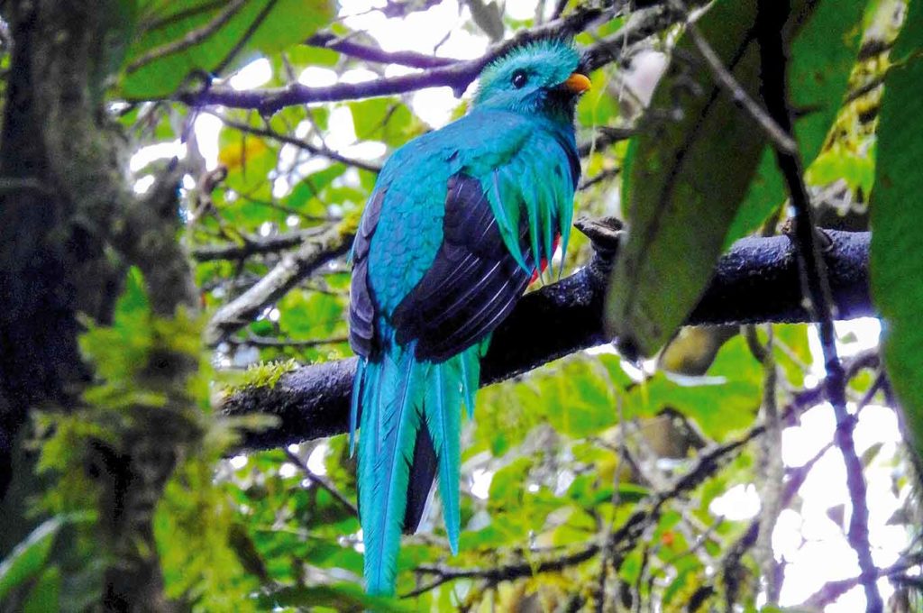 Quetzal, gesichtet auf einer Wanderung, Panama
