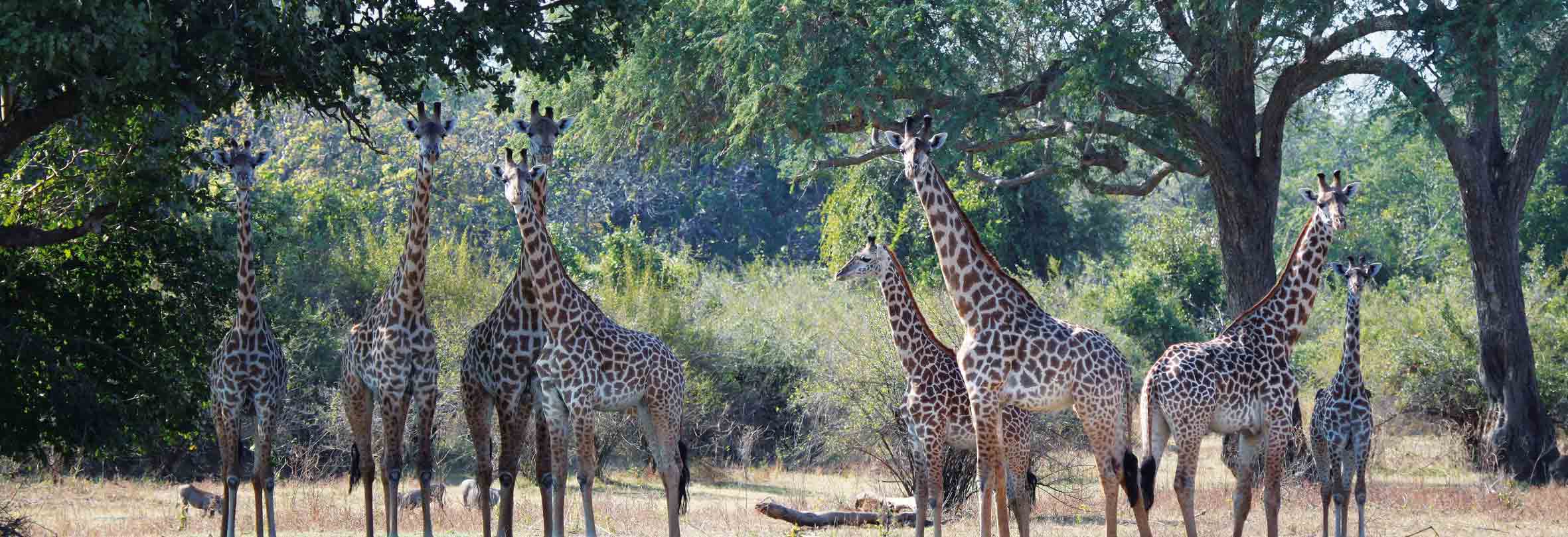 Giraffen, gesichtet auf einer Walking Safari