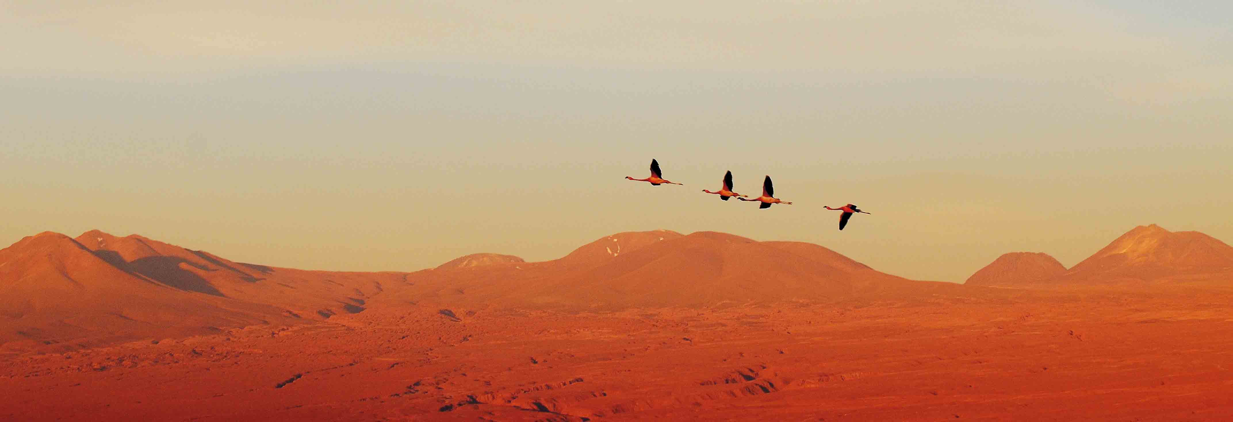 Flamingos in der Atacama-Wüste, Chile