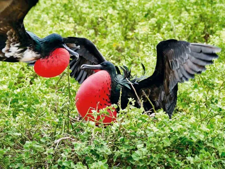 Ecuador: Auf Galápagos die Tierwelt hautnah erleben.