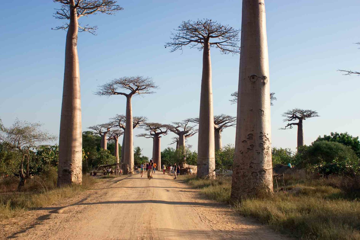 Berühmte Baobab-Allee bei Morondava, Madagaskar