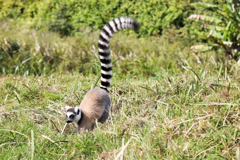Katta-Lemur auf Madagaskar