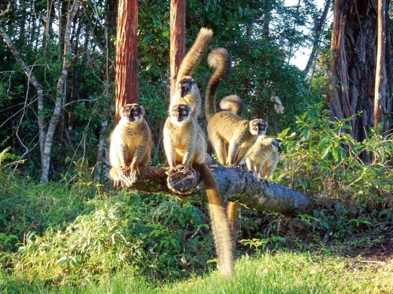 Lemuren in einem Nationalpark auf Madagaskar