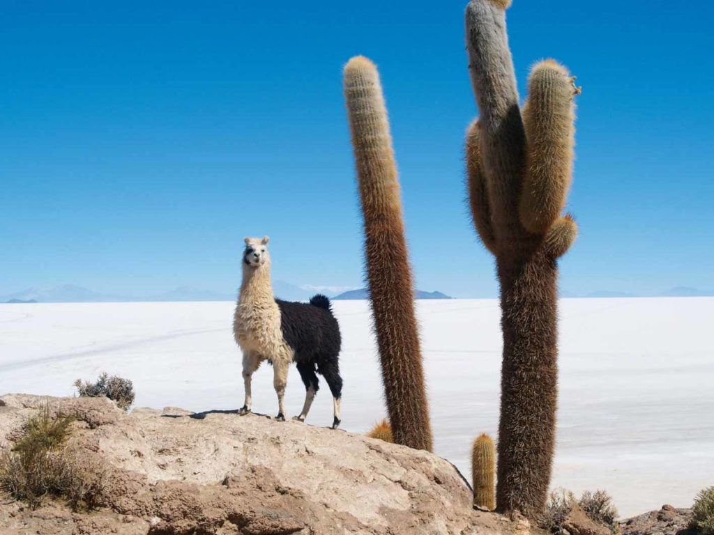 Auf einer Insel im Salzsee Salar de Uyuni, Bolivien