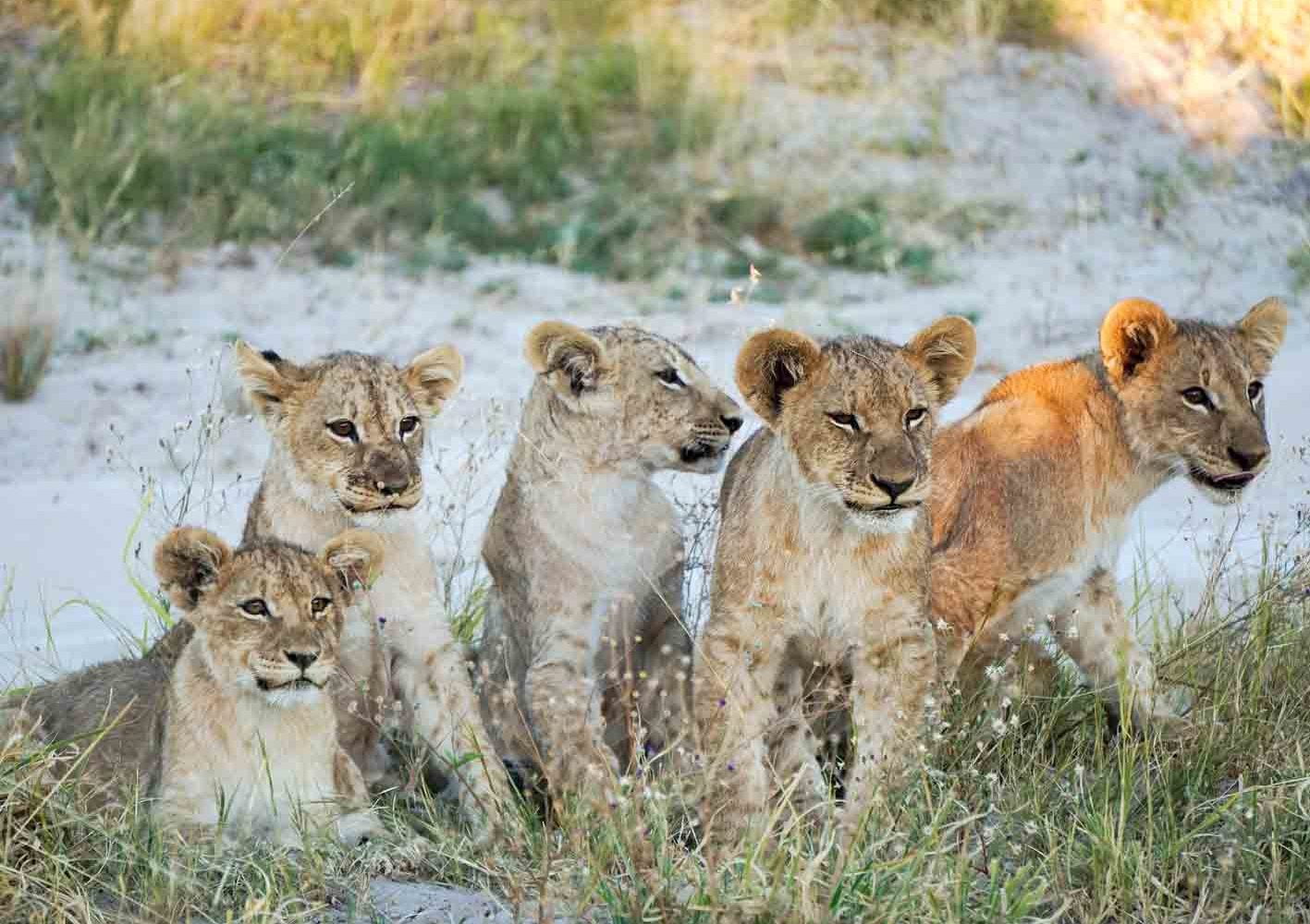 Junge Löwengruppe