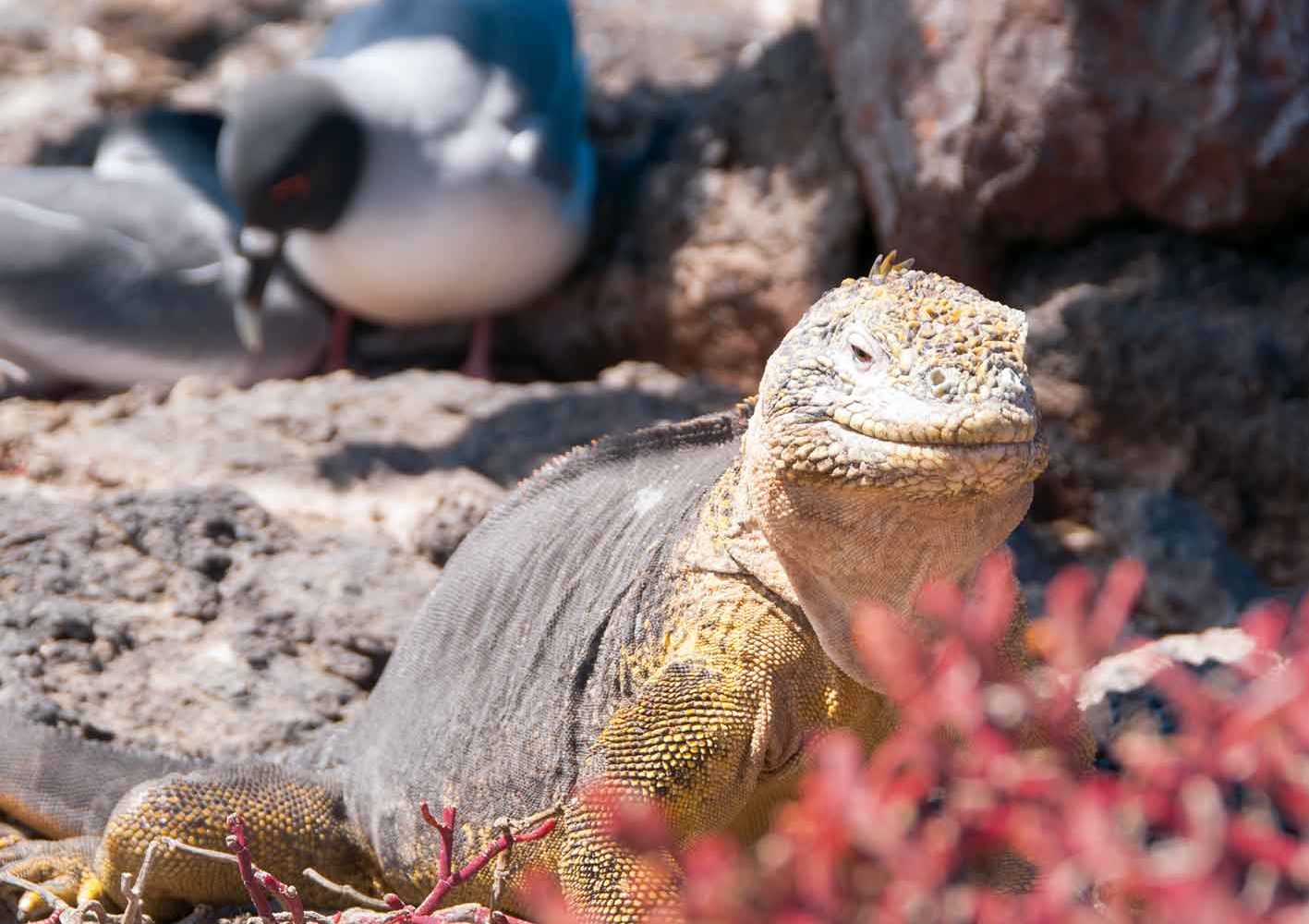 Landleguan auf der Insel Santa Fé
