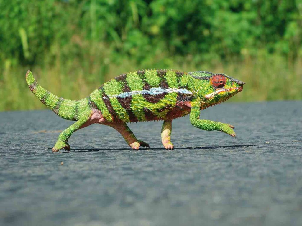 Chamäleon auf Madagaskar