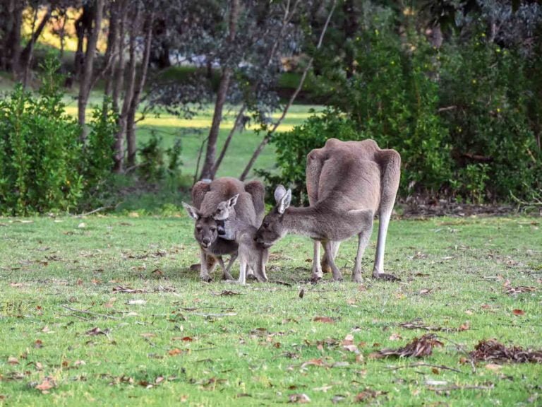 Känguru - das Nationaltier Australiens
