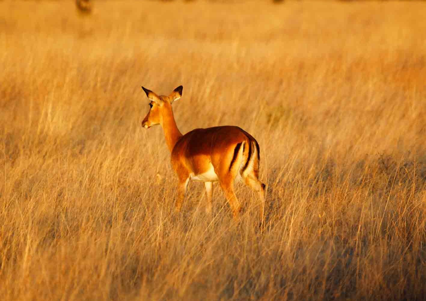 Impala in der Dämmerung, Botswana