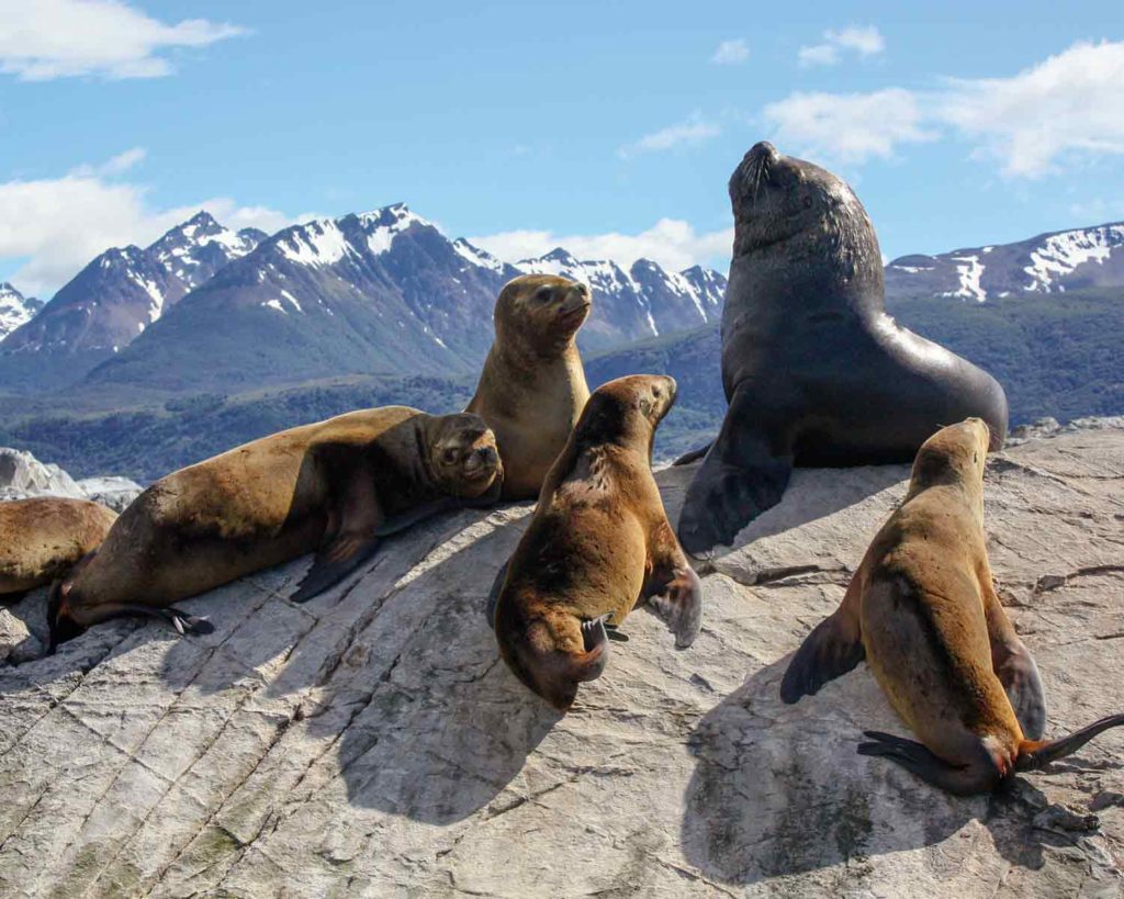 Seelöwen im Beagle-Kanal, Feuerland, Patagonien, Argentinien