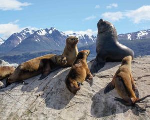 Seelöwen im Beagle-Kanal, Feuerland, Patagonien, Argentinien