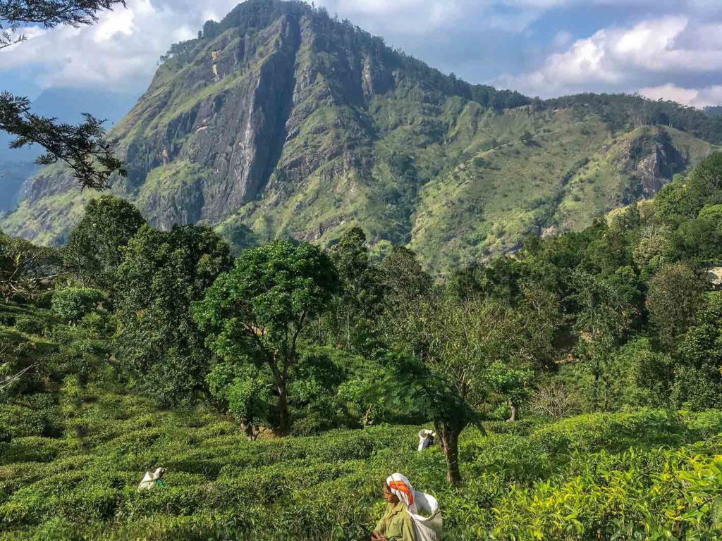 Kurze Wanderung in den Teegärten, Sri Lanka