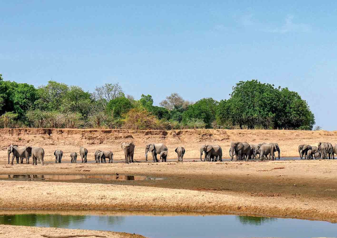 Manchmal können wir in Zambia ganze Elefanten-Herden beobachten.