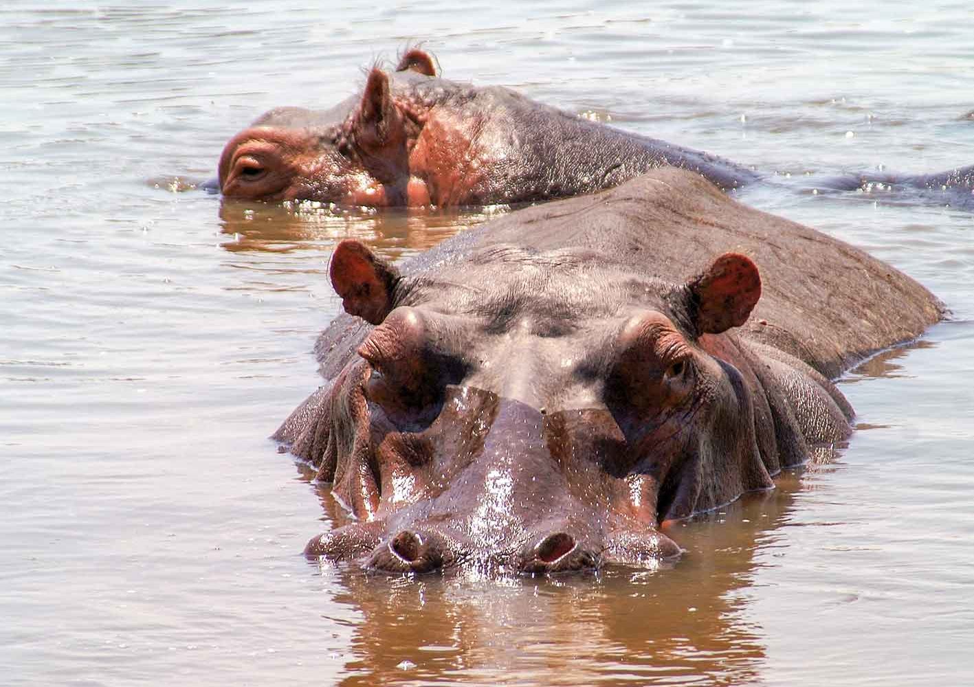 Hippos im Wasser, Zambia