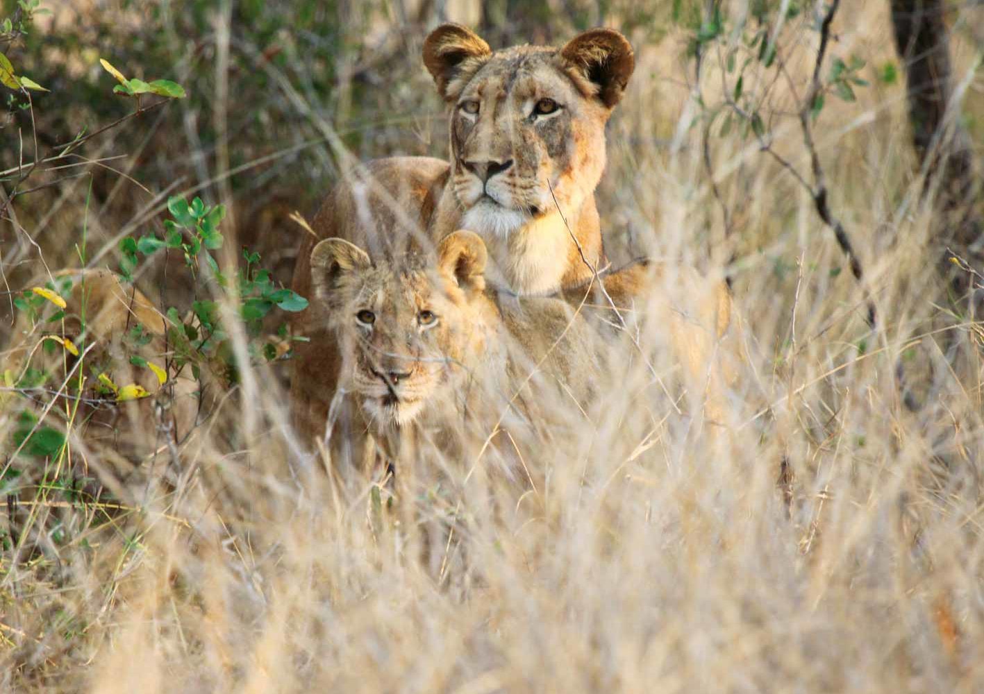 Löwenfamilie, gesichtet auf einer Safari, Zambia