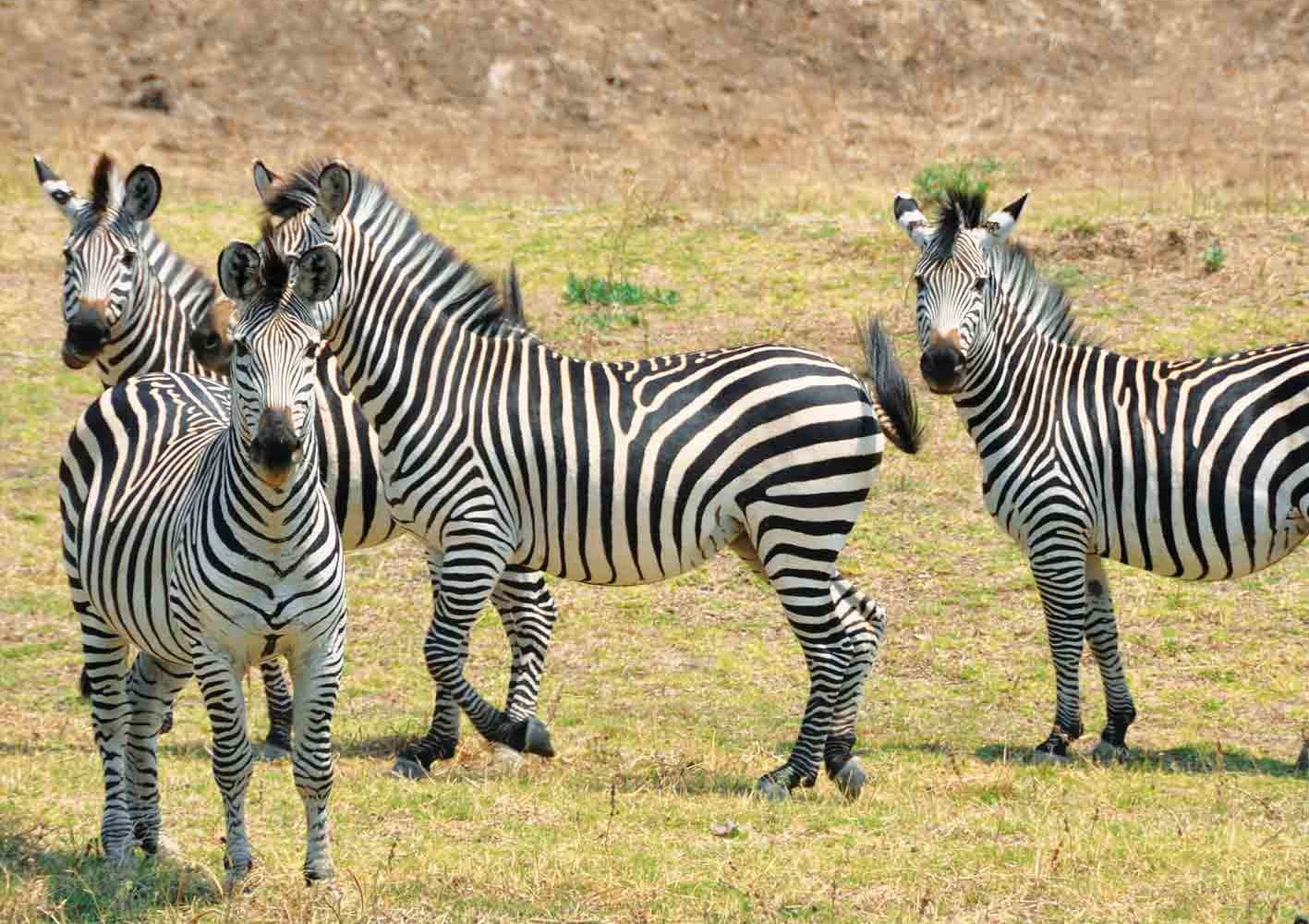 Wir nehmen uns in Zambia viel Zeit für Tierbeobachtungen.