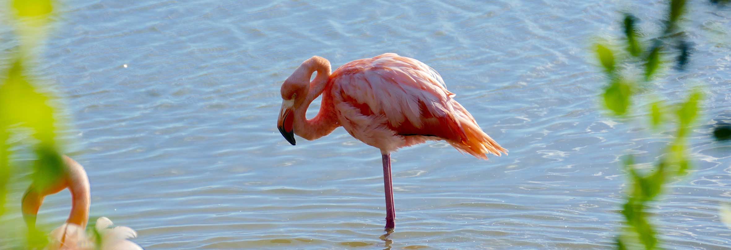 Flamingo