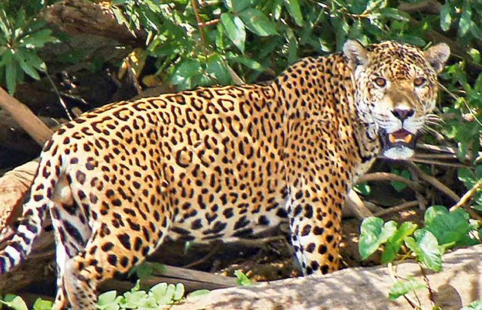 Jaguar-Safari im Pantanal, Brasilien