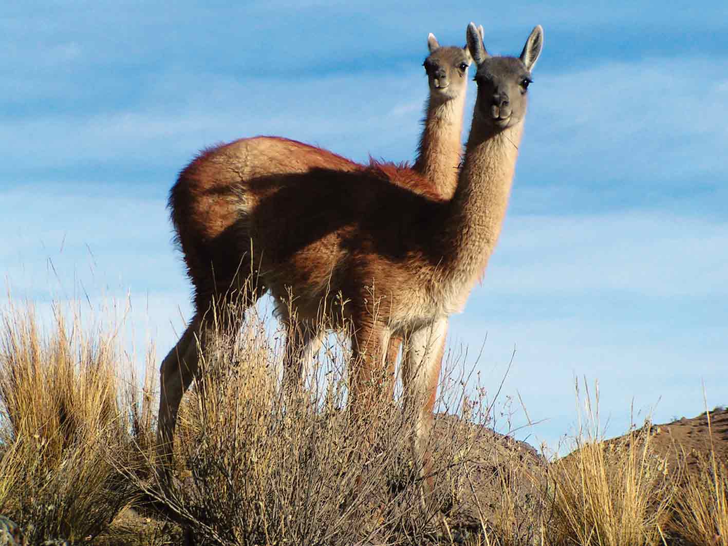 Vicuñas im Anden-Hochland, Chile