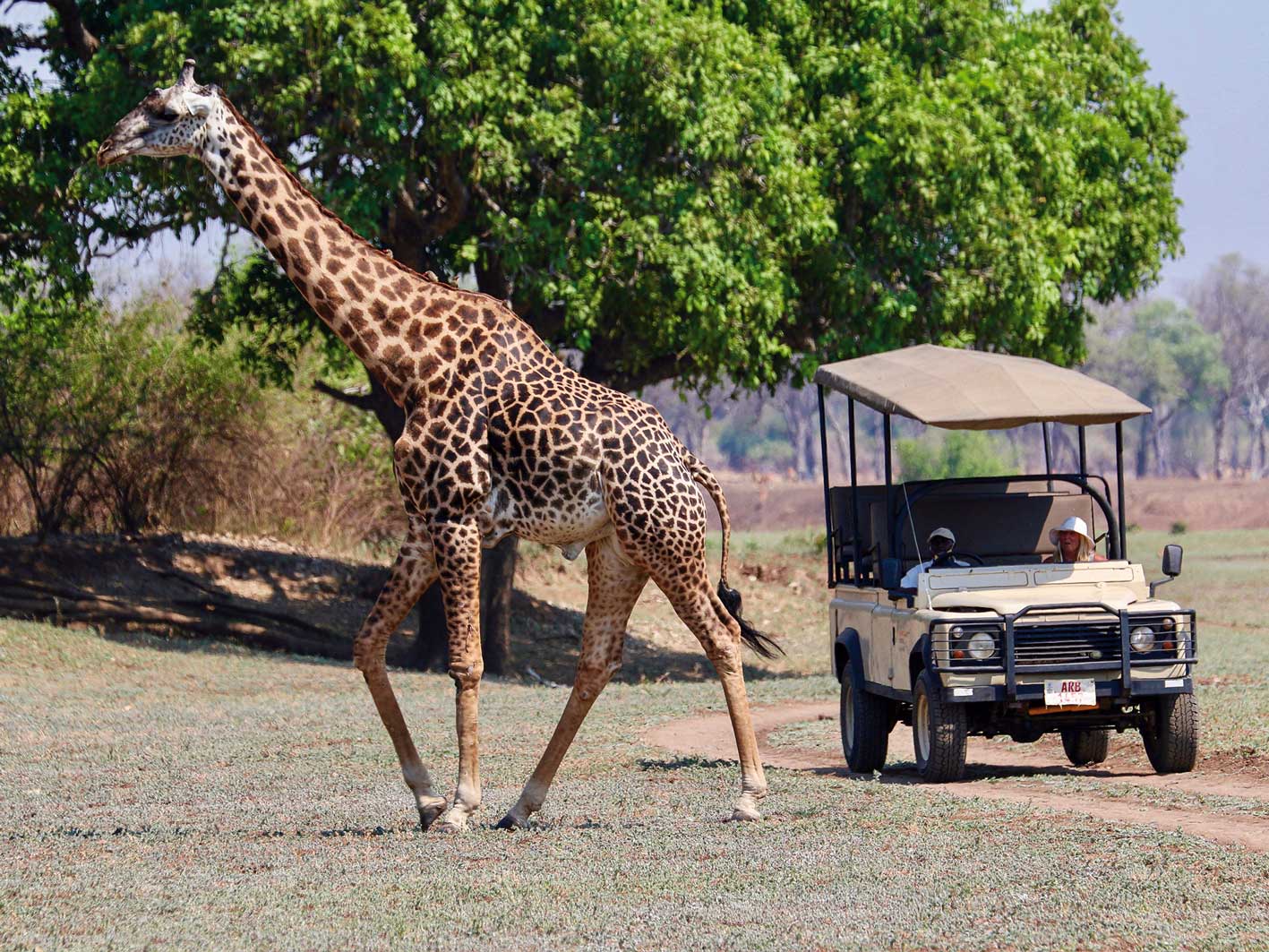 4x4-Safari in Zambia, Giraffe