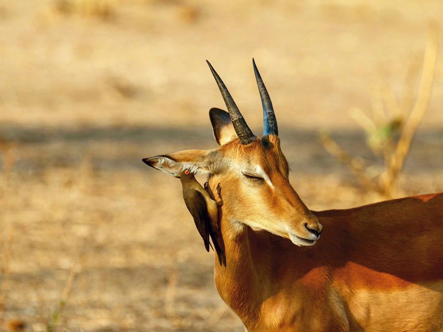 Impala mit Vogel im Ohr, Zambia-Safari