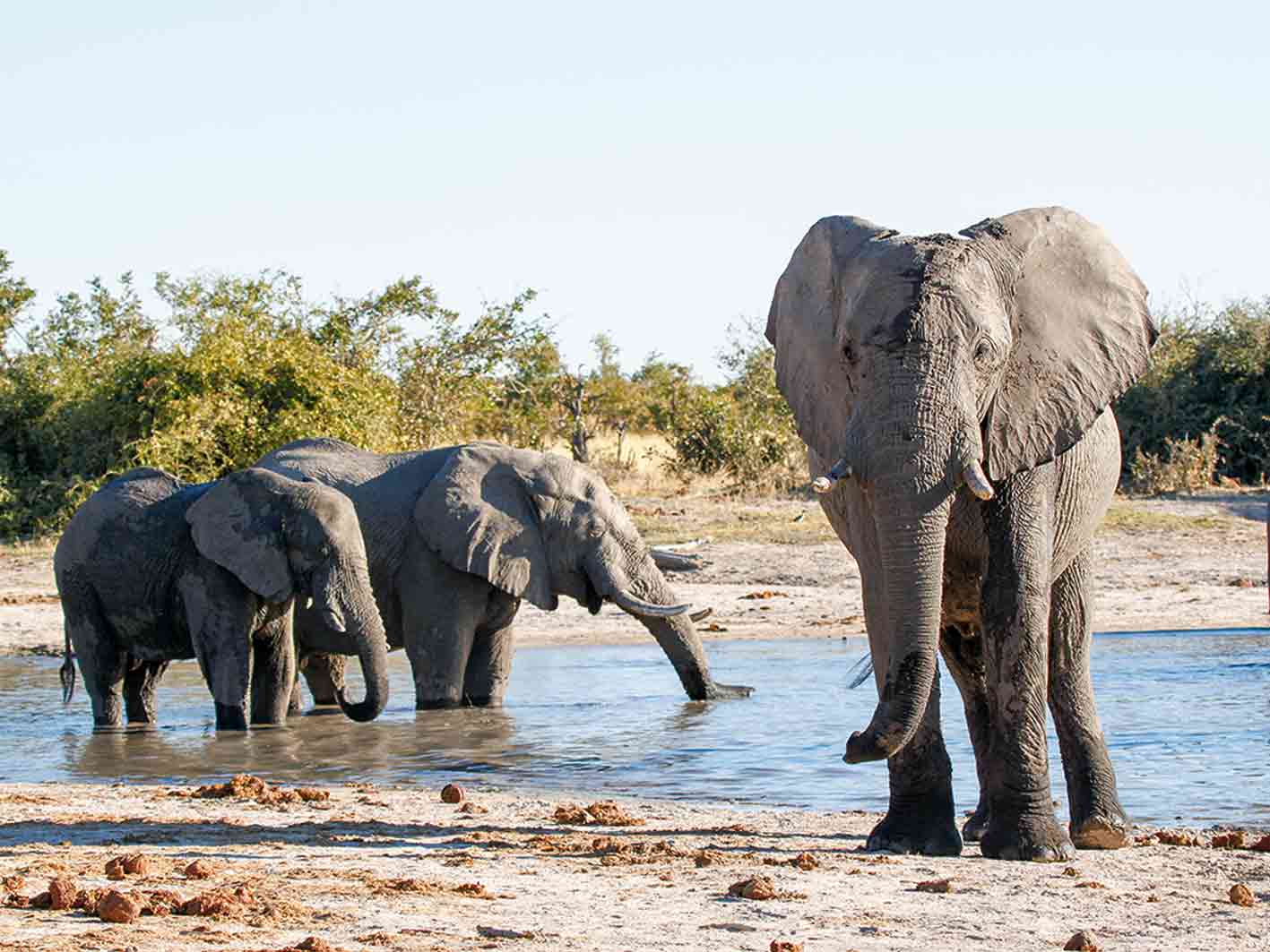 Elefantenherde im Savuti-Nationalpark