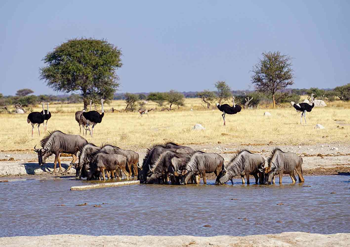 Tiere tummeln sich um die Wasserlöcher im Nxai Pan-Nationalpark, Botswana