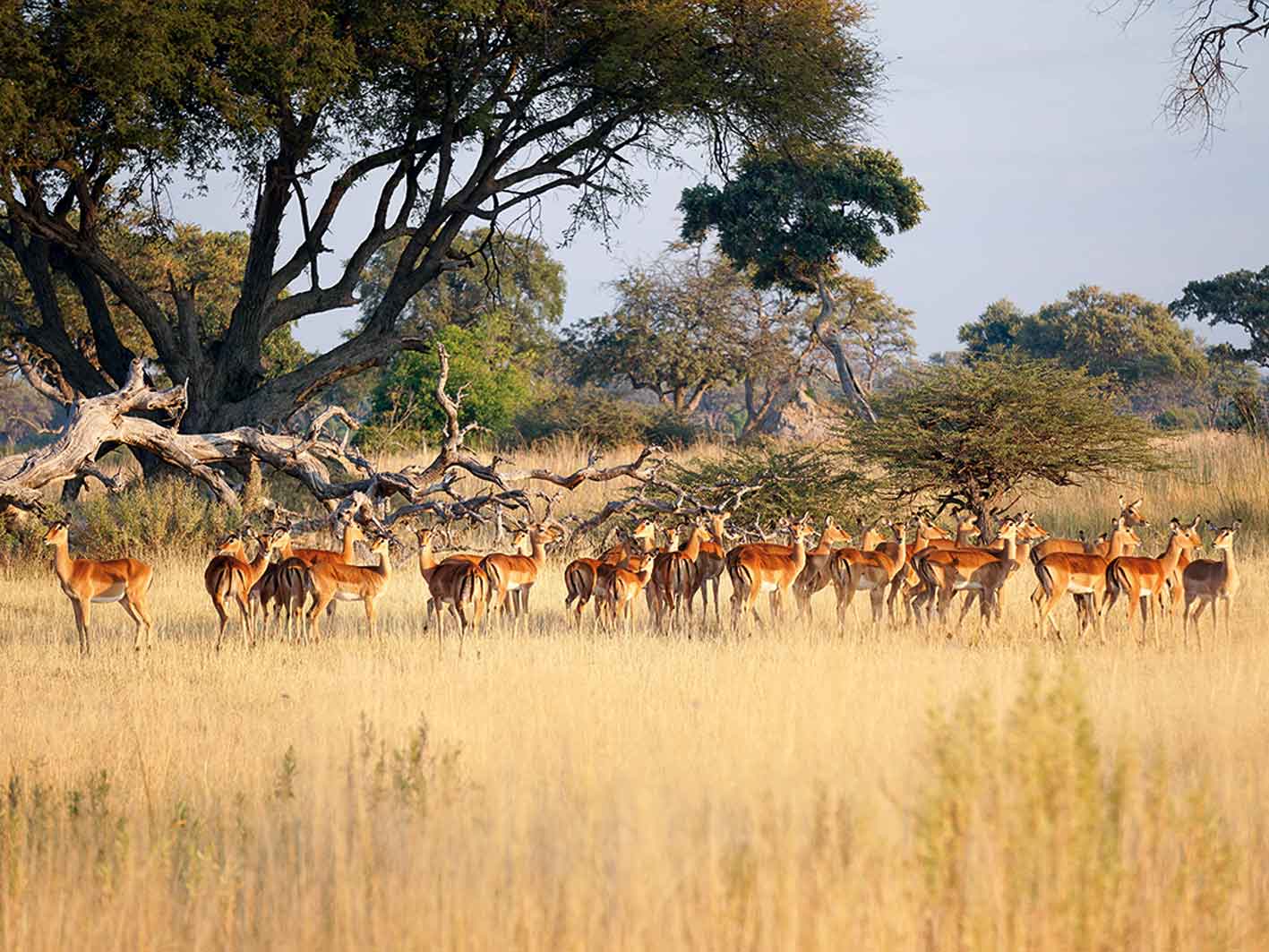 Impalas im Okawango-Delta, Botswana