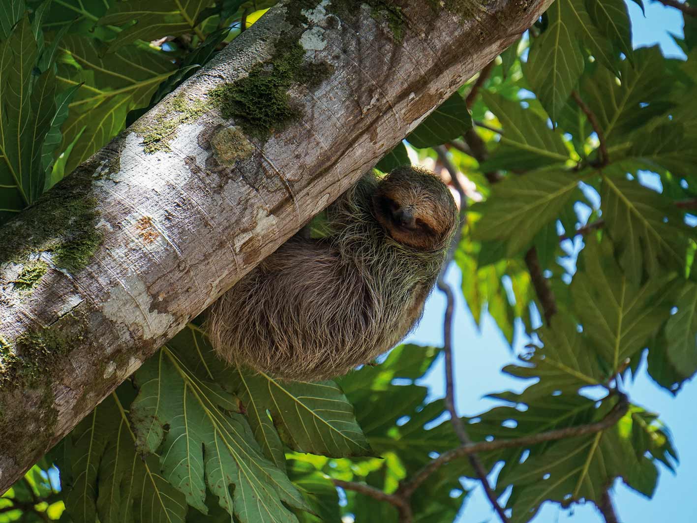 Faultier im Tortuguero-Nationalpark, Costa Rica