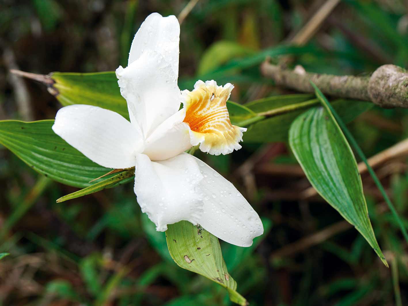 Orchideen im Arenal-Nationalpark