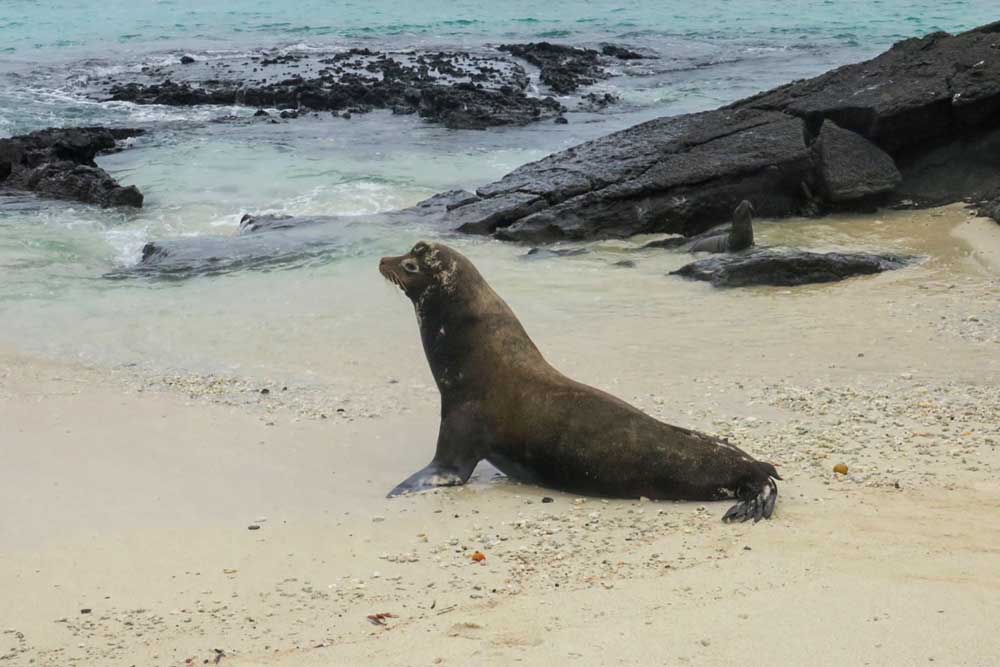 Robbe am Meer