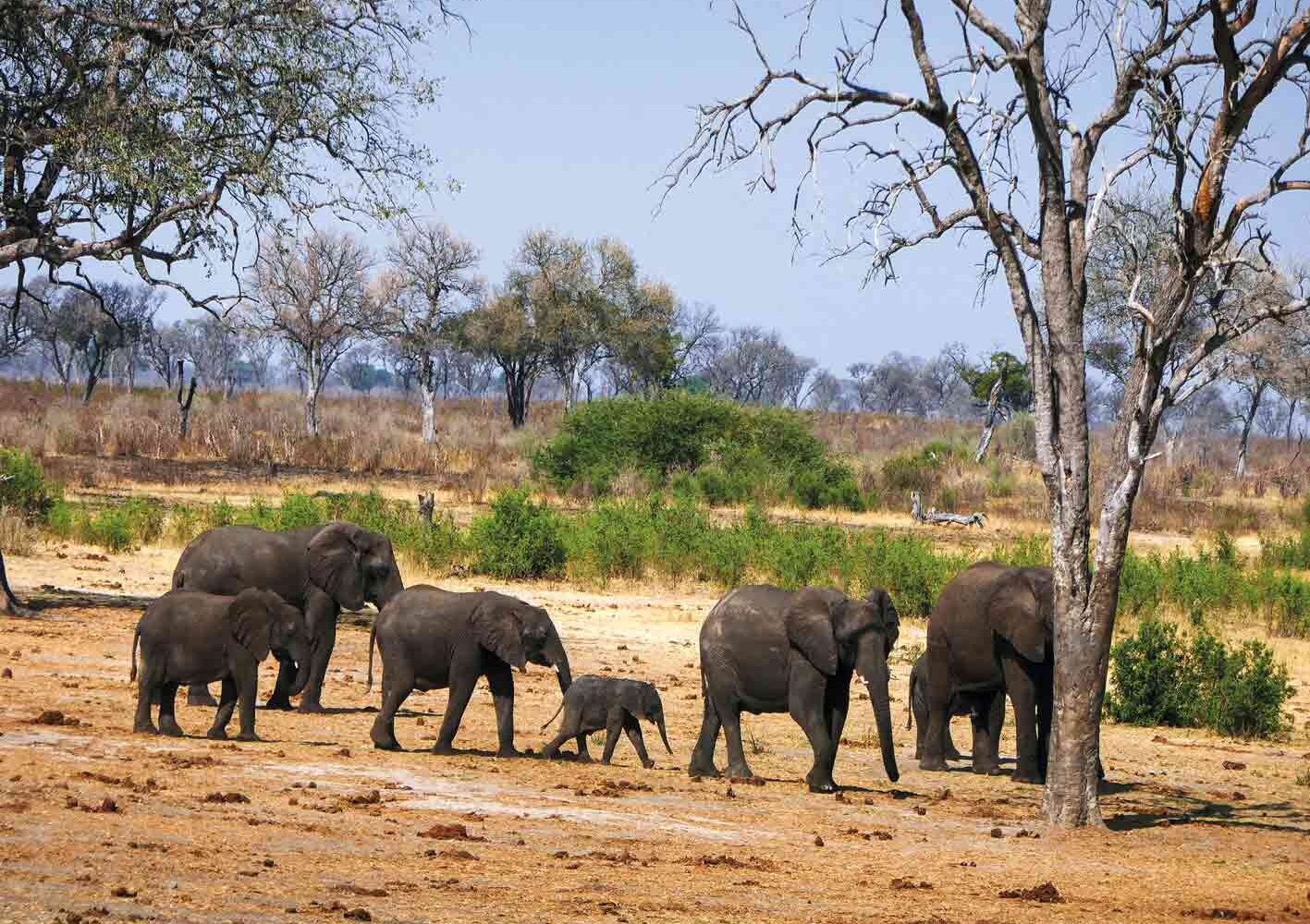 Namibia Elefantenherde