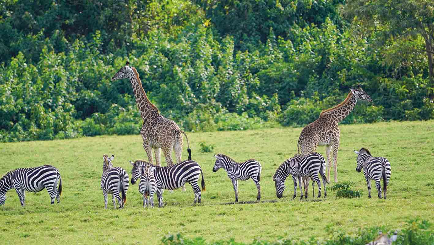 Giraffen und Zebras im Arusha-Nationalpark