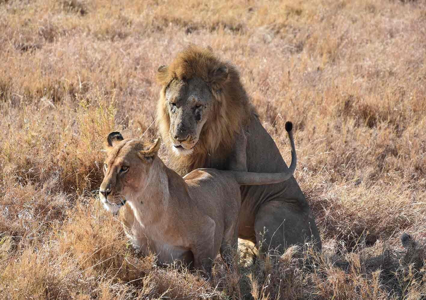 Tansania Löwenpaar