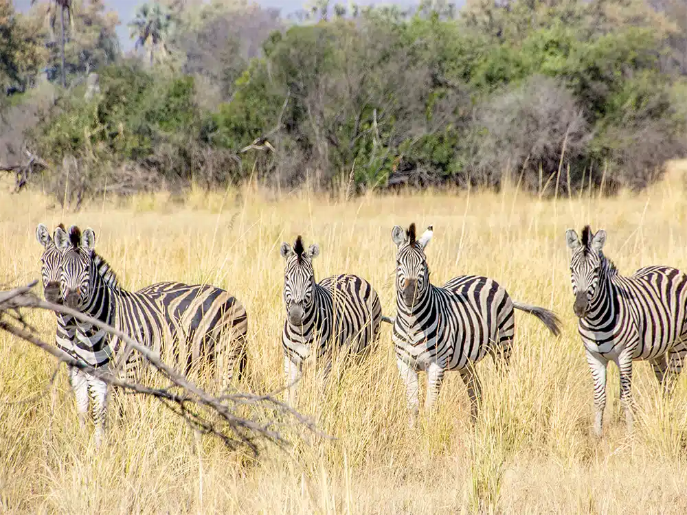 botswana-zebras