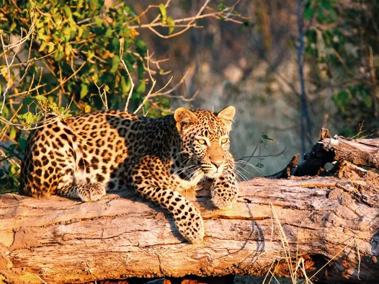 Botswana-Leopard_Moremi Game Reserve-0688
